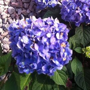 Meet your Posher, Ginny